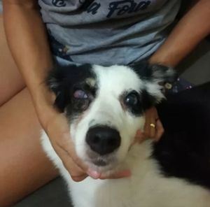 Cerurgia no Globo ocular