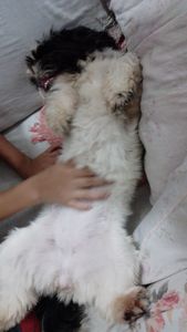 Ajuda solitárias para animais