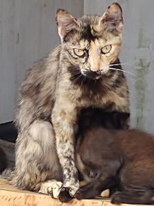 Eles não são invisíveis