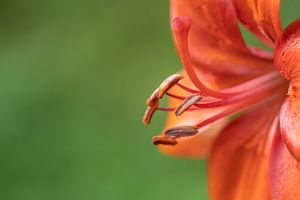 Distribuir Saúde Através de Chás e Plantas Medicinais