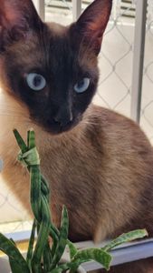 Esse é o Frank o gatito