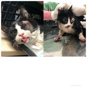 AJUDA E LAR PARA O JOEL