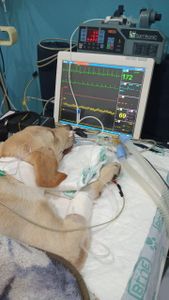 Ajuda para internação do Spike 