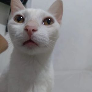 Ajude beijuzinho e seus irmãos a ter o que comer