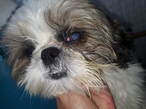 Ajuda o Jack a nao ficar cego