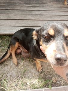 Tratamento da Fifi e morar na roça para minha saúde 