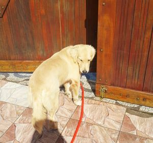 Ajudar na cirurgia de meg