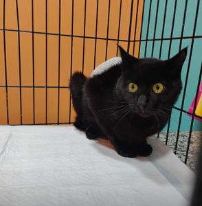 Ajude a salvar o Sardinha