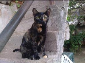 Tratamento de câncer da minha gatinha 