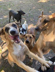 Unidos construiremos