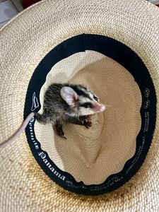 #SALVEOSARIGUÊ - Vitaminando Nossa Campanha Educativa! 