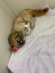 Lunna - Um pedido de socorro