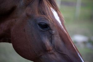 ONG Pé de Chulé - Toda vida importa!