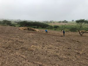 Cooperativa agrícola  no sertão Alagoano/ Brasil