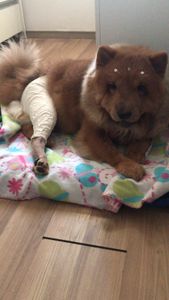 Ajudem a Nita a andar ❤️🙏