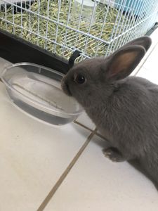 Rebeca perdeu os movimentos nas patas traseiras.