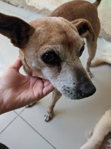 Ajude o Pink a realizar seu tratamento!