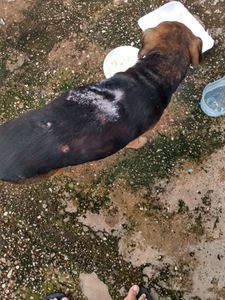 Animais - Vaquinha p/ ajuda de custo iniciais