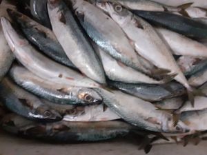 Vaquinha Online - Arrecadação de Fundos Para Compra de uma Van 