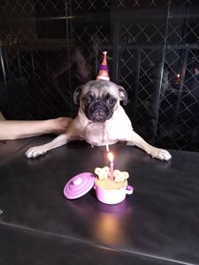 Olívia  - Ajude a Olívia!