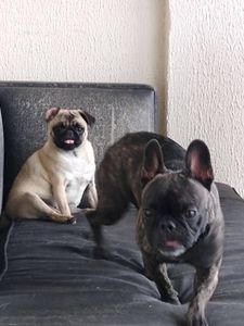 Animais - Ajude a Olívia!