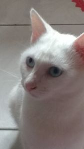 Causas e Comunidade - Ajude Um animal