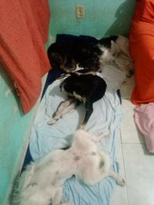 null -   construí um lar paras gatos e cães abandonados