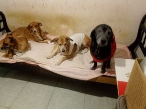 Animais -   construí um lar paras gatos e cães abandonados