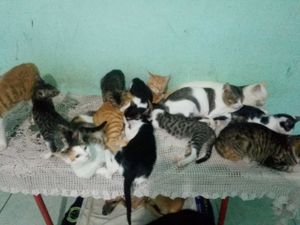 Vaquinha Online -   construí um lar paras gatos e cães abandonados