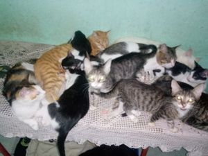 Salvador/BA -   construí um lar paras gatos e cães abandonados