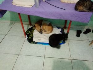   construí um lar paras gatos e cães abandonados imagem 6