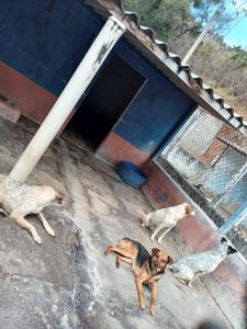 Crowdfunding - Ajude-nos na aquisição da sede própria para nossos SRD's e manutenção do sítio