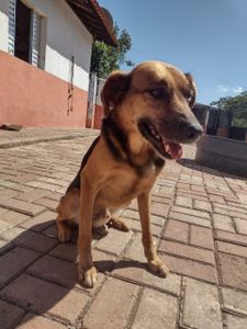 Ajude-nos na aquisição da sede própria para nossos SRD's e manutenção do sítio