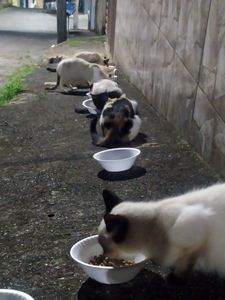 Animais - Ajude o Gato "Ursinho"