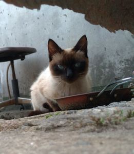 Vaquinha Online - GATINHOS ABANDONADOS EM TERRENO BALDIO