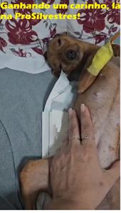 Rio de Janeiro/RJ - Cirurgia da Juliette