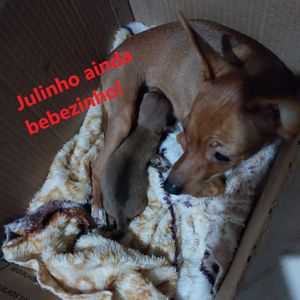 Animais - Cirurgia da Juliette