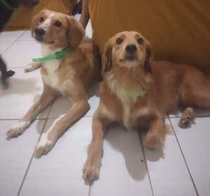 Vaquinha Online - Ajuda para exames neurológicos em Lien