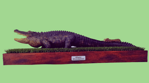 #curso-gratuito-solidário-de-estética-animal imagem 71