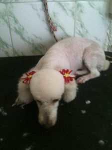 #curso-gratuito-solidário-de-estética-animal imagem 51