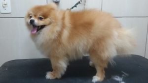 #curso-gratuito-solidário-de-estética-animal imagem 27