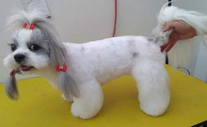 #curso-gratuito-solidário-de-estética-animal imagem 63