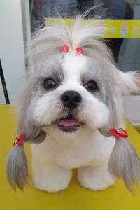 #curso-gratuito-solidário-de-estética-animal imagem 49