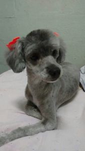 #curso-gratuito-solidário-de-estética-animal imagem 46