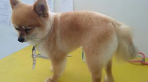 #curso-gratuito-solidário-de-estética-animal imagem 61