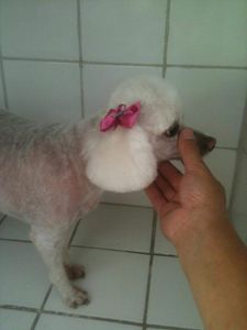 #curso-gratuito-solidário-de-estética-animal imagem 10