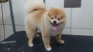 #curso-gratuito-solidário-de-estética-animal imagem 37