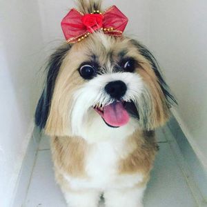 #curso-gratuito-solidário-de-estética-animal imagem 7