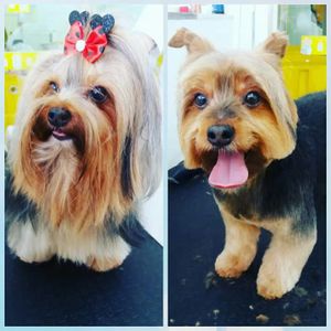 #curso-gratuito-solidário-de-estética-animal imagem 39