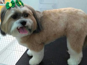 #curso-gratuito-solidário-de-estética-animal imagem 16